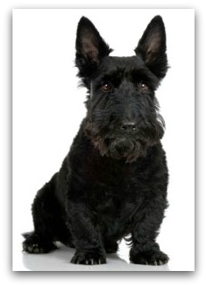 Scottish terrier