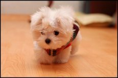 cute maltese