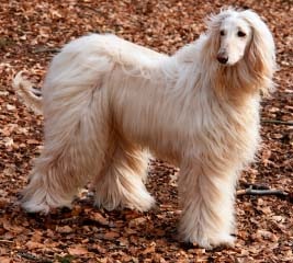 afghan hound