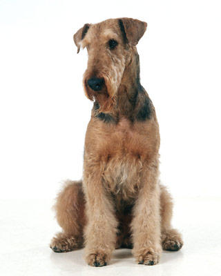 airedale terrier