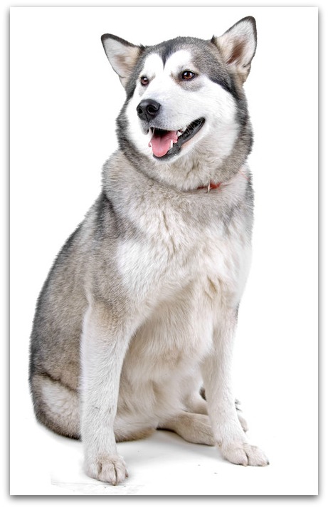 alaskan malamute