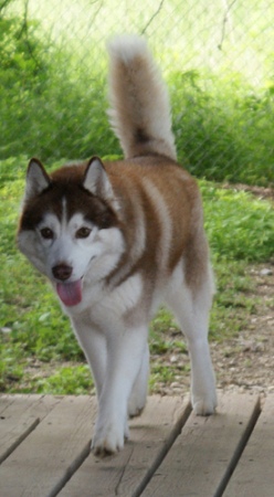 Alaskan Malamute