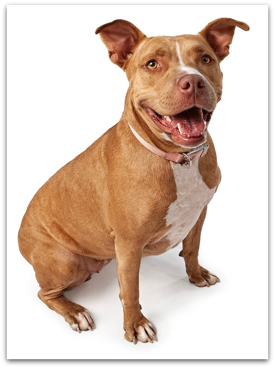 American Pitbull Terrier