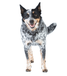 australian cattle dog