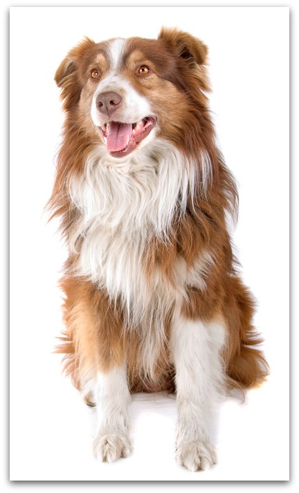 australian shepherd