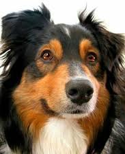 australian shepherd