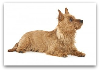 australian terrier