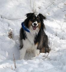 Australian Shepherd