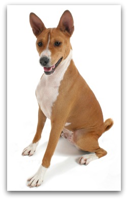 basenji