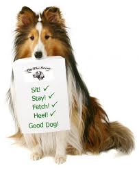 basic dog training commands 1