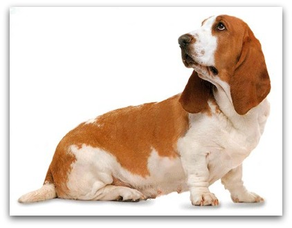 basset hound