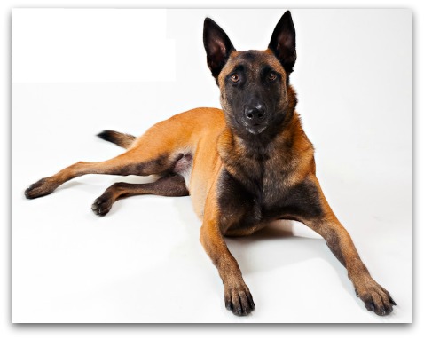 belgian malinois