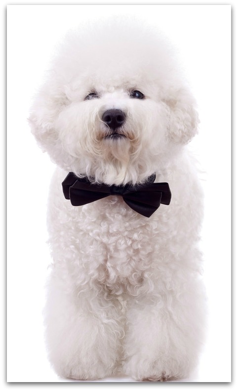 bichon frise