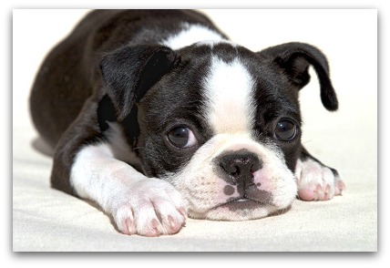 boston terrier