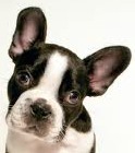 boston terrier