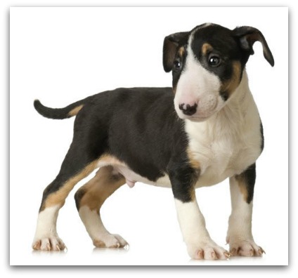 bull terrier