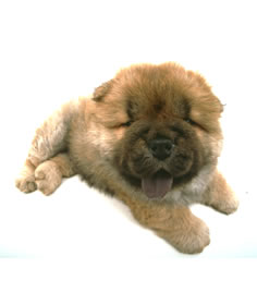 chow chow