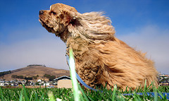 cocker spaniel