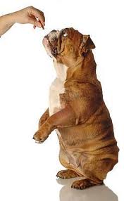 dog tricks