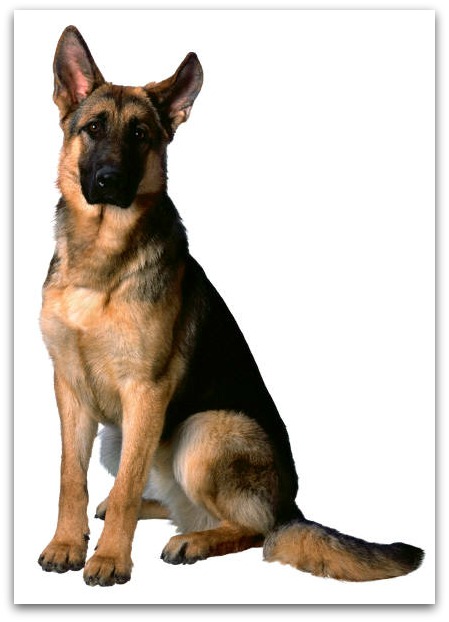 german shepherd dog