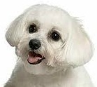 havanese