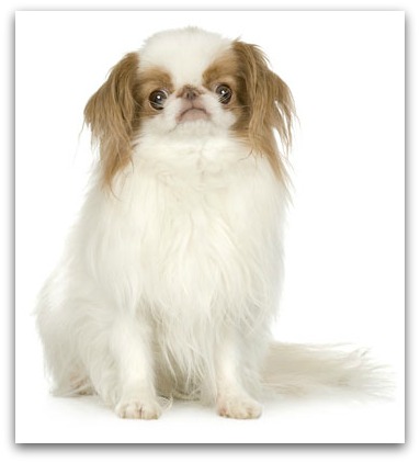 japanese chin