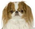 japanese chin