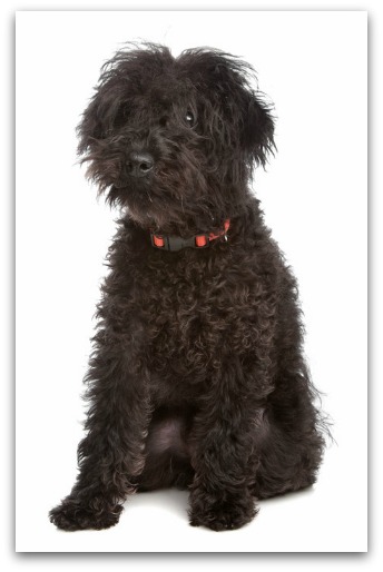 labradoodle