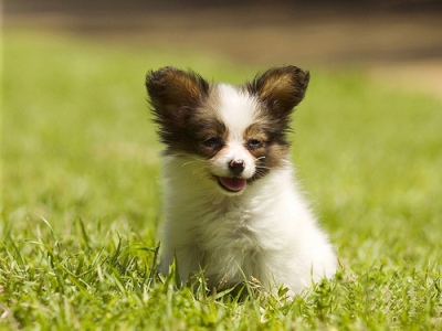 papillon