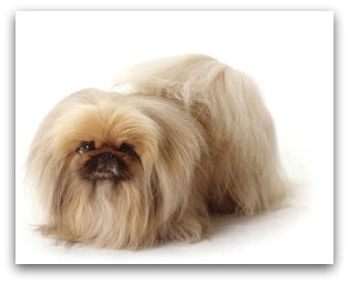 pekingese