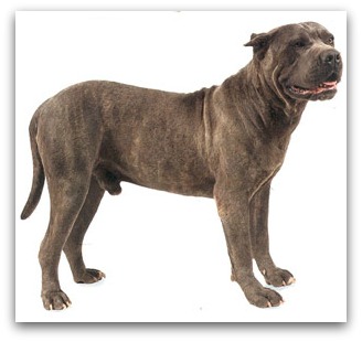 presa canario