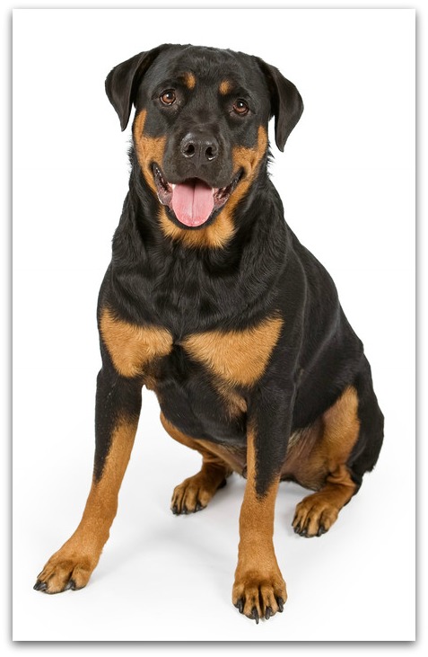 rottweiler