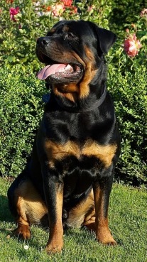 rottweiler