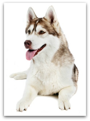 siberian husky