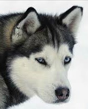 siberian husky