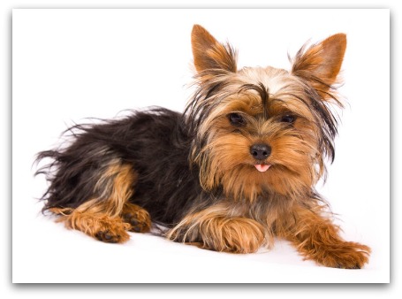 silky-terrier