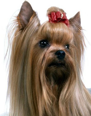 silky terrier