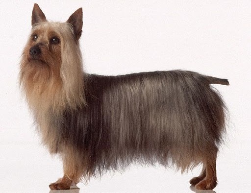 silky terrier