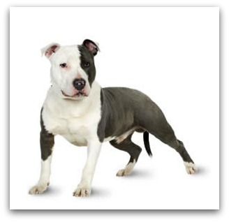 staffordshire bull terrier