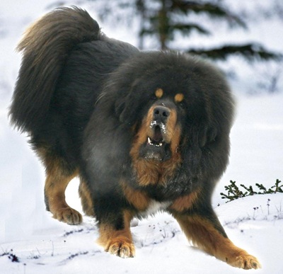 Tibetan Mastiff, Tibetan Mastiff information, picture and Overviews