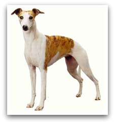 Whippet