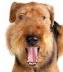 Airedale Terrier
