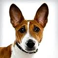 basenji