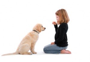 basic dog training commands