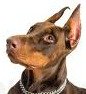 Doberman Pinscher