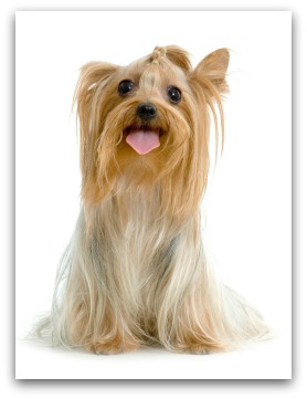 yorkshire terrier