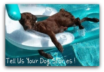 Your Dog Stories