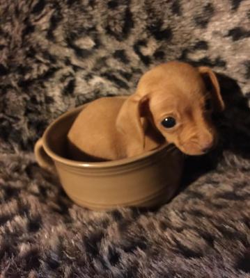 Hi, My name is Turbo, I'm a 10wk old Chiweenie